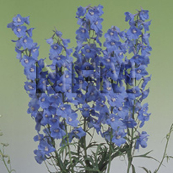 wholesale light blue belladonna delphinum fresh cut flowers|nationalflowermart.com